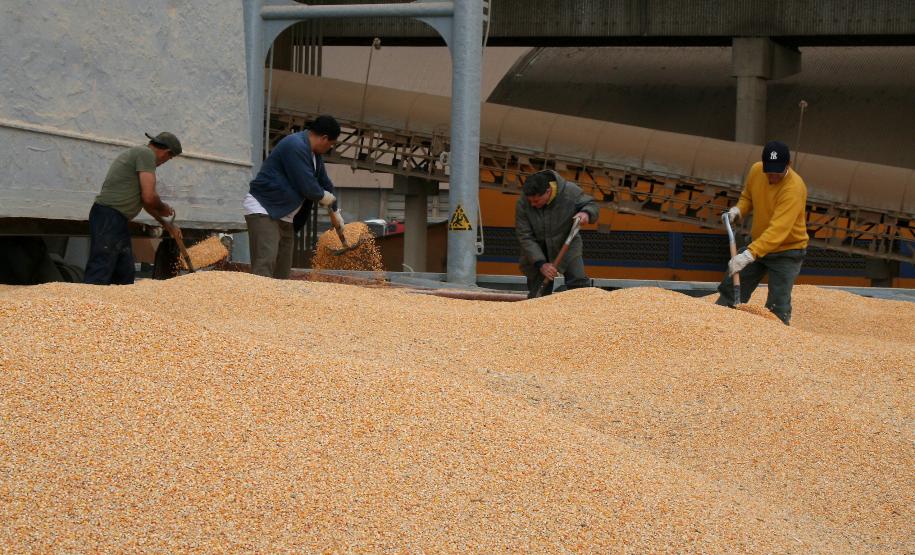 Exportação de milho por Paranaguá dobra no primeiro semestre A colheita da segunda safra de milho começou só agora, mas o volume exportado este ano, já surpreende. Segundo dados do departamento de estatística da Administração dos Portos de Paranaguá e Antonina (Appa), no primeiro semestre deste ano, a exportação da commodity pelo Porto de Paranaguá foi o praticamente o dobro em comparação ao mesmo período de 2011. Em 2012, já são mais 868 mil toneladas exportadas, contra 440 mil toneladas no mesmo período do ano passado.