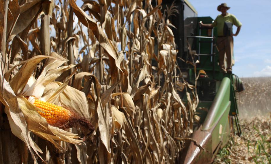 Exportação de milho por Paranaguá dobra no primeiro semestre A colheita da segunda safra de milho começou em maio, seguiu em junho, se intensifica em julho, mas tem picos em agosto e setembro. De acordo com o Deral, os produtores paranaenses colheram apenas 5% do milho safrinha. Porém, 20% da colheita já estão vendidos. “Este ano tivemos alteração no calendário agrícola. O paranaense plantou seu milho dez dias antes, até para prevenir o período mais crítico de geada”, explica Garrido, técnico do Deral.