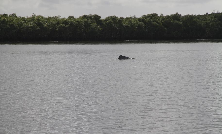 Portos do Paraná terão serviço de prontidão a emergências ambientais As diretrizes para o trabalho a ser realizado pela empresa contratada estão estabelecidas no Plano de Emergência Individual (PEI) já elaborado pela Administração dos Portos de Paranaguá e Antonina (Appa) e aprovado pelos órgãos ambientais