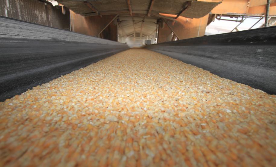 Do início de janeiro até hoje, já foram exportadas pelo Porto de Paranaguá 500 mil toneladas de milho, volume cinco vezes superior ao registrado no mesmo período de 2012, quando foram exportadas 99 mil toneladas de milho.