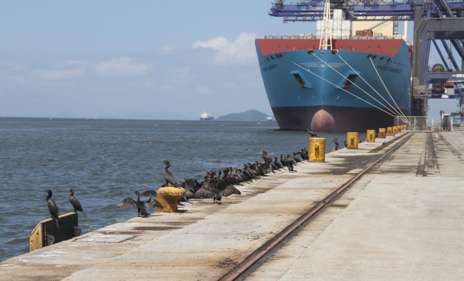 Porto de Paranaguá terá base de prontidão ambiental inédita no País A Administração dos Portos de Paranaguá e Antonina (Appa) e a Fundação de Apoio ao Desenvolvimento da Faculdade Estadual de Filosofia, Ciências e Letras de Paranaguá e da Universidade Estadual do Paraná (Funespar), assinaram na última quarta-feira (24), em Paranaguá, um convênio técnico operacional para a criação de uma base de prontidão especializada no resgate e na despetrolização da fauna em caso de acidentes ambientais na área do complexo estuarino da baía de Paranaguá.