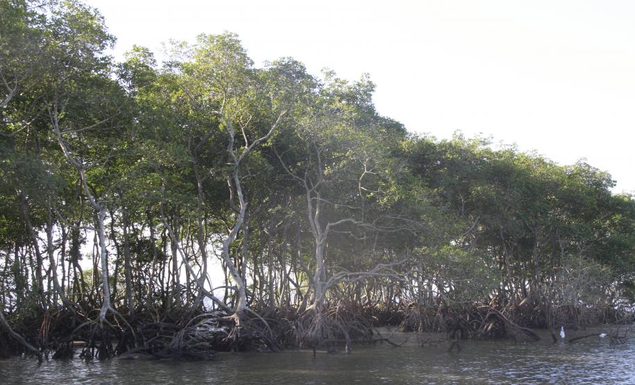 Appa implanta sistema integrado, e permanente, de gestão ambiental A Administração dos Portos de Paranaguá e Antonina (Appa) inicia 2014 com mais um passo rumo à excelência na gestão ambiental do setor portuário paranaense. Para tanto, contratou empresas especializada em consultoria e defesa ambiental para a implantação de um Sistema Integrado de Gestão Ambiental (SGA), sob a coordenação do Núcleo Ambiental da APPA.