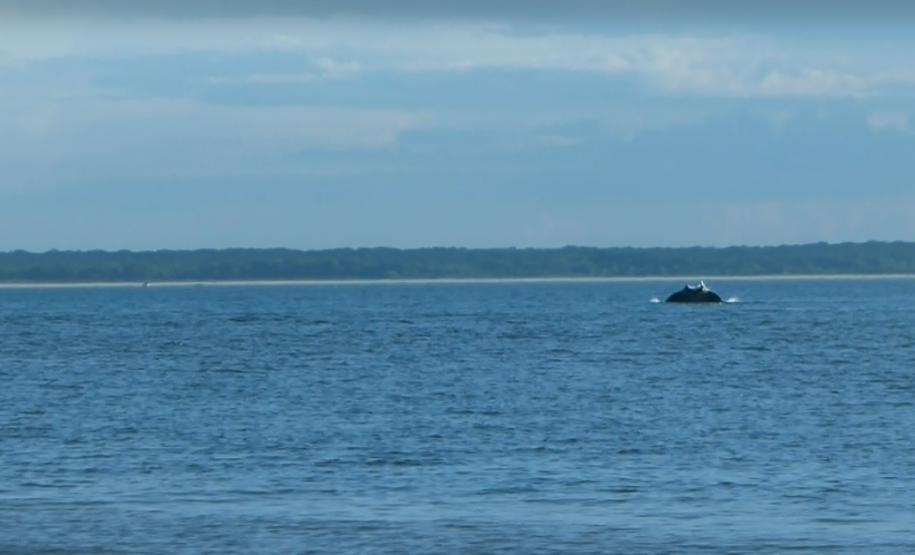 Uma pesquisadora catarinense, formada pela Universidade Federal do Paraná (UFPR), registrou a ocorrência de raias mantas na área de influência do Porto de Paranaguá. Com o Projeto Raia Manta, agora ela estuda os detalhes da presença dessas, que são as maiores raias do mundo, aqui na região. A baía paranaense é o único lugar onde está confirmada a ocorrência sazonal dessa espécie.