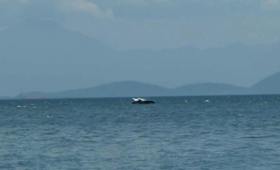Uma pesquisadora catarinense, formada pela Universidade Federal do Paraná (UFPR), registrou a ocorrência de raias mantas na área de influência do Porto de Paranaguá. Com o Projeto Raia Manta, agora ela estuda os detalhes da presença dessas, que são as maiores raias do mundo, aqui na região. A baía paranaense é o único lugar onde está confirmada a ocorrência sazonal dessa espécie.