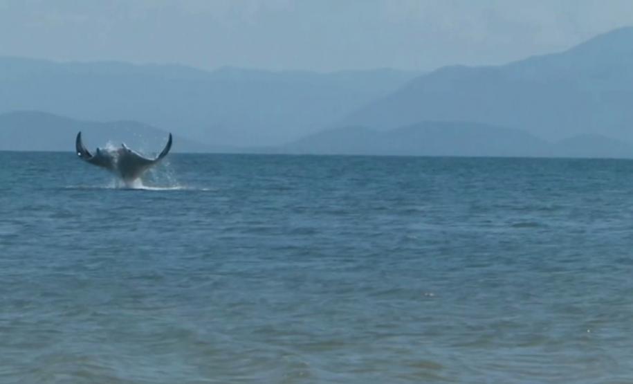 Uma pesquisadora catarinense, formada pela Universidade Federal do Paraná (UFPR), registrou a ocorrência de raias mantas na área de influência do Porto de Paranaguá. Com o Projeto Raia Manta, agora ela estuda os detalhes da presença dessas, que são as maiores raias do mundo, aqui na região. A baía paranaense é o único lugar onde está confirmada a ocorrência sazonal dessa espécie.
