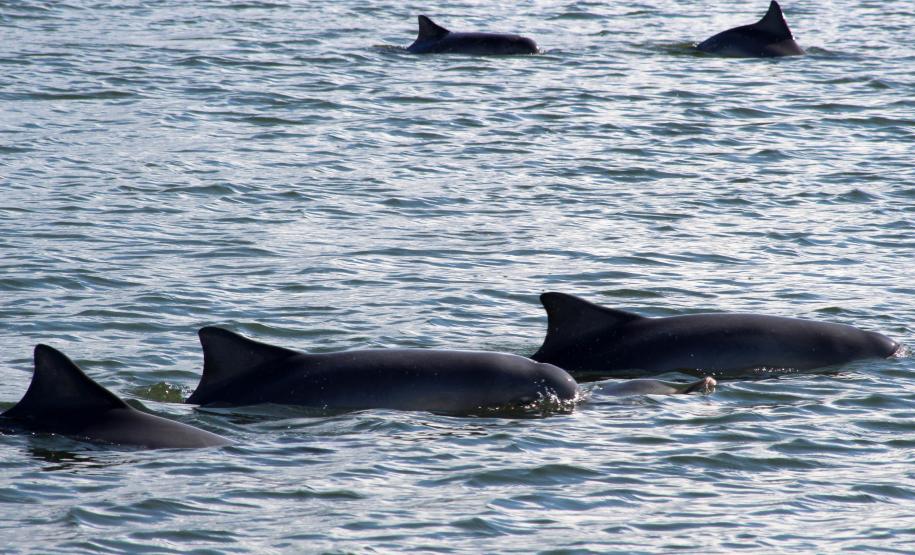 O biólogo, especializado em biologia marinha, e doutor em Engenharia Ambiental, Fernando A. S. Hardt está em campo na área dos Portos Organizados de Paranaguá e Antonina. Em um trabalho minucioso, ele observa e analisa a presença e o comportamento dos golfinhos e tartarugas. Hardt é consultor da Administração dos Portos de Paranaguá e Antonina (Appa), no Programa de Monitoramento da Biota Aquática, do Plano de Controle Ambiental.