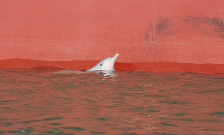 O biólogo, especializado em biologia marinha, e doutor em Engenharia Ambiental, Fernando A. S. Hardt está em campo na área dos Portos Organizados de Paranaguá e Antonina. Em um trabalho minucioso, ele observa e analisa a presença e o comportamento dos golfinhos e tartarugas. Hardt é consultor da Administração dos Portos de Paranaguá e Antonina (Appa), no Programa de Monitoramento da Biota Aquática, do Plano de Controle Ambiental.