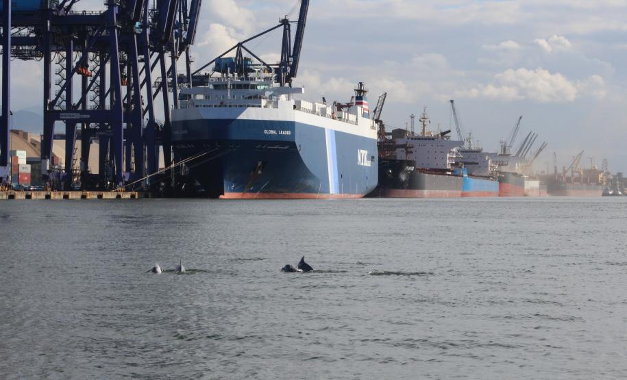 Cuidados com a biota aquática e todas as espécies que vivem na baía de Paranaguá também compõem as ações ambientais do Porto. Há 14 meses o número e a frequência de botos que aparecem na baía são monitorados, assim como o volume do estoque pesqueiro. O número de botos identificados já aumentou de 40 para 107 neste período.