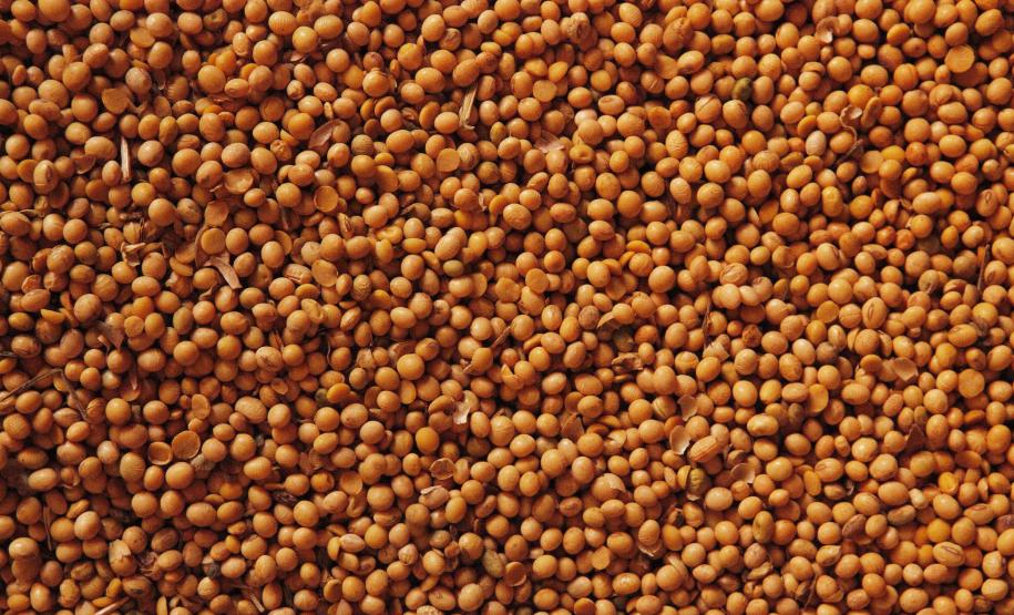 Exportação de soja por Paranaguá em abril é a maior da história