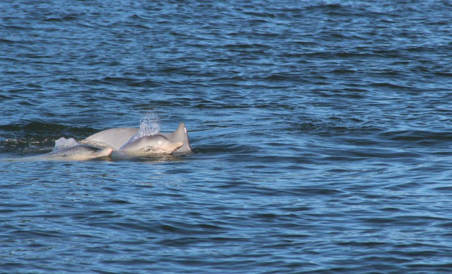 No Dia Mundial do Meio Ambiente, Portos do Paraná lançam programa Porto Sustentável No Dia Mundial do Meio Ambiente, Portos do Paraná lançam programa Porto Sustentável