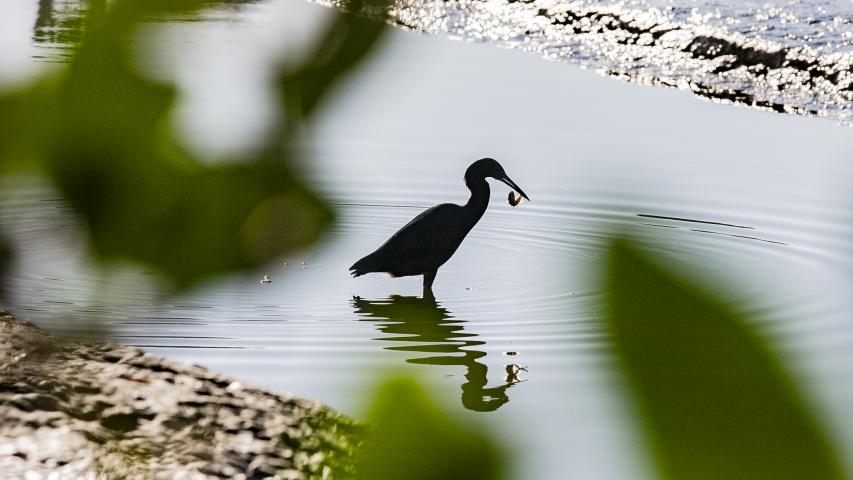 Programa de Monitoramento da Avifauna contabilizou 149 espécies no complexo estuarino. Aves funcionam como “sentinelas” para acompanhar a saúde ecológica da região